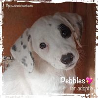Pebbles FB