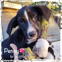 Penny FB